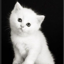 Cross stitch pattern: #107111