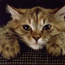 Cross stitch pattern: #109169