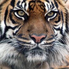 Cross stitch pattern: #113184