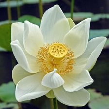 Cross stitch pattern: #115158