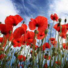 Cross stitch pattern: #116550