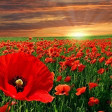 Cross stitch pattern: #116551