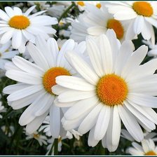 Cross stitch pattern: #118998