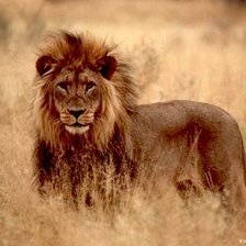 Cross stitch pattern: #119135