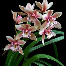 Cross stitch pattern: #122226
