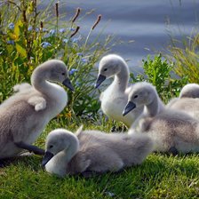 Cross stitch pattern: #126397