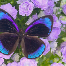 Cross stitch pattern: #129114