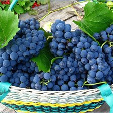 Cross stitch pattern: #134189