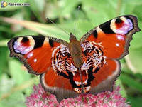 Cross stitch pattern: #137876