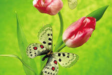 Cross stitch pattern: #138182
