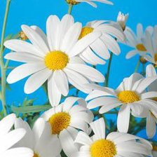 Cross stitch pattern: #147296