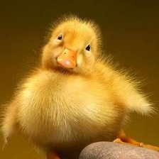 Cross stitch pattern: #148306