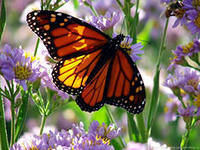 Cross stitch pattern: #150385