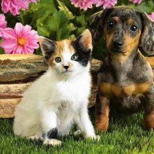 Cross stitch pattern: #155846