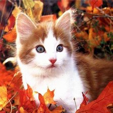 Cross stitch pattern: #156432