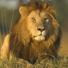 Cross stitch pattern: #156489