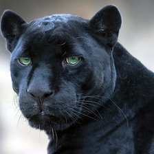 Cross stitch pattern: #156514