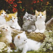 Cross stitch pattern: #156555