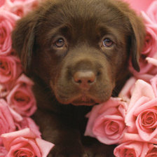 Cross stitch pattern: #156561