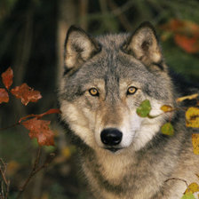 Cross stitch pattern: #156592