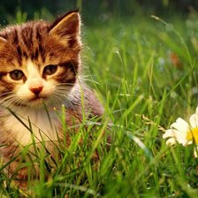 Cross stitch pattern: #156595