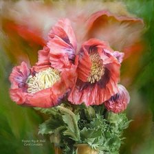 Cross stitch pattern: #161105