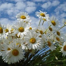 Cross stitch pattern: #164928