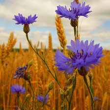 Cross stitch pattern: #167353