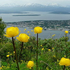 Cross stitch pattern: #167356