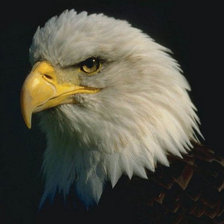 Cross stitch pattern: #168635