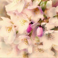 Cross stitch pattern: #170193