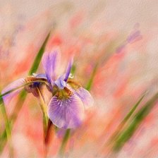 Cross stitch pattern: #170204