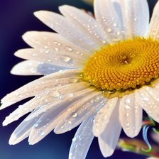 Cross stitch pattern: #178724