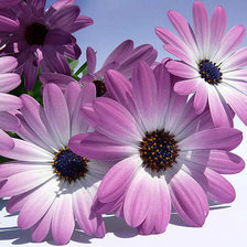 Cross stitch pattern: #185221