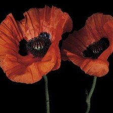 Cross stitch pattern: #185563