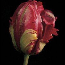 Cross stitch pattern: #185565