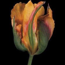 Cross stitch pattern: #185568