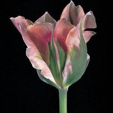 Cross stitch pattern: #185570