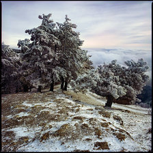 Cross stitch pattern: #188306