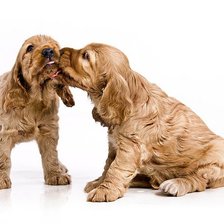 Cross stitch pattern: #189544