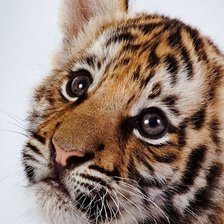 Cross stitch pattern: #190727
