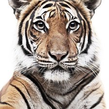 Cross stitch pattern: #193225