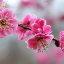 Cross stitch pattern: #195638