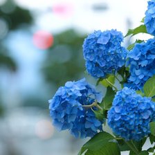 Cross stitch pattern: #196442