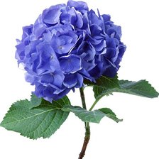 Cross stitch pattern: #196455