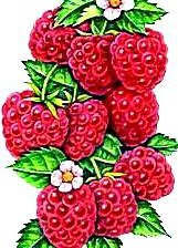 Cross stitch pattern: #196506
