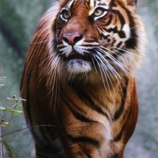 Cross stitch pattern: #197485