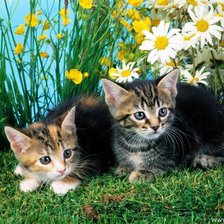 Cross stitch pattern: #198931