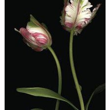 Cross stitch pattern: #202603