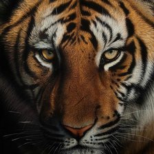 Cross stitch pattern: #202831
